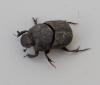 Onthophagus medius